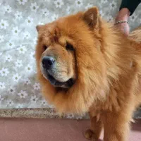 چاو چاو نر|سگ|تهران, مسعودیه|دیوار