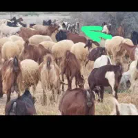 کارگر جهت نگهداری و چرای گله