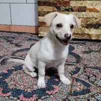 توله اشپیتز|سگ|کرمان, |دیوار