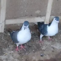 کفتر ساده سبز