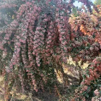 خریدارزرشک تر|خدمات باغبانی و درختکاری|بیرجند, |دیوار