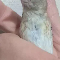 سه عدد جوجه سهره نر منطقه تبریز هر سه پنج میلیون