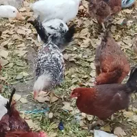 مرغ و خروس گلپایگانی|حیوانات مزرعه|آبعلی, |دیوار