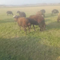 بره ماده چاق وقوچ3شیره جنس|حیوانات مزرعه|کنگاور, |دیوار