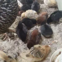 جوجه محلی و جوجه ابریشمی