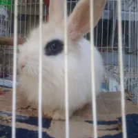 خرگوش سفید لوپ نر