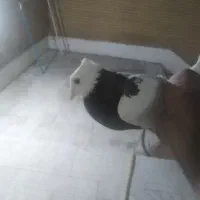 کبوتر