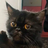 واگذاری گربه پرشین