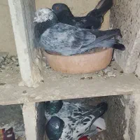 کبوتر|پرنده|ایرانشهر, |دیوار