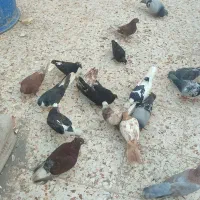 کبوتر