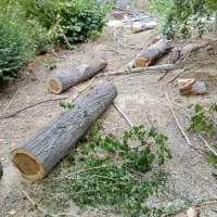 خریدار انواع چوب
