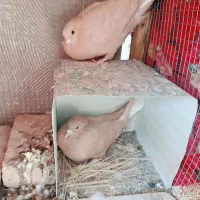 نرماده رنگی