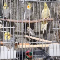 عروس هلندی و طوطی برزیلی