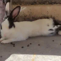 خرگوش|موش و خرگوش|آبدانان, |دیوار