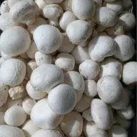 فروش و پخش عمده قارچ دکمه‌ای تازه