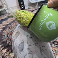 بخاطرجابه جایی|پرنده|پاکدشت, |دیوار