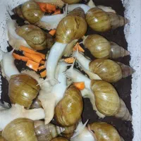 آچاتینا مولد