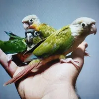 گیرینچیک دستی سرلاکیـ - نرمه خور - دونخور|پرنده|خمینی‌شهر, |دیوار