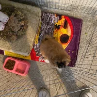 سگ پکنیز|سگ|ماکو, |دیوار