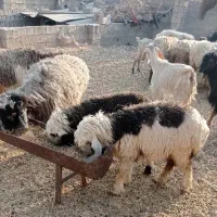 میش زاییده و ابستن|حیوانات مزرعه|بهبهان, |دیوار