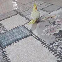 یک جفت عروس هلندی سخنگو رام تخم گذار|پرنده|بومهن, |دیوار