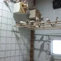 فنچ نرگسی کرم|پرنده|بندرعباس, |دیوار