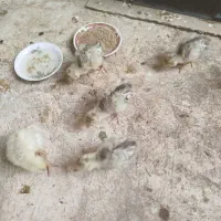 جوجه بوقلمون