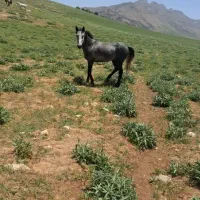 اسب|اسب و تجهیزات اسبسواری|دورود, |دیوار