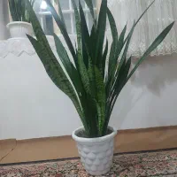 گل سانسوریا