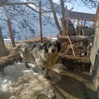 سگ خونگی|سگ|همدان, |دیوار