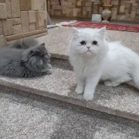 پرشین|گربه|بندرعباس, |دیوار