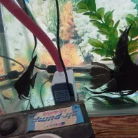 انجل سوپر باله وارداتی|ماهی|کنگاور, |دیوار