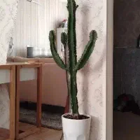 گل کاکتوس گیاه آپارتمانی