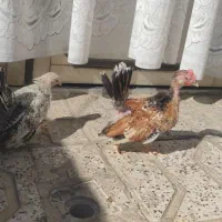 نیمچه جاپنیز زینتی منیاتوری|حیوانات مزرعه|مشهد, ویلاشهر|دیوار