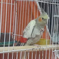 عروس هلندی فوق دستی مرواریدی|پرنده|بافق, |دیوار