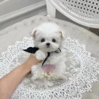 فسقلی های بامزه عروسکی|سگ|کرمانشاه, |دیوار