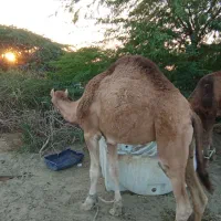 شتر نر دو سال . ماده اوس|حیوانات مزرعه|بند زرک, |دیوار