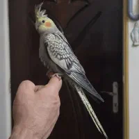 جوجه عروس هلندی