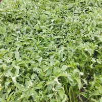 نهال گورجه فرنگی