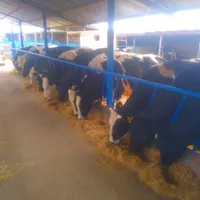 گاو گوساله تلیسه درشهرضا