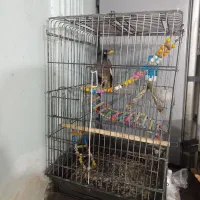 مینا سخنگو|پرنده|تربتحیدریه, حاجی یار|دیوار