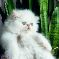 گربه پرشین نر برای جفت گیری