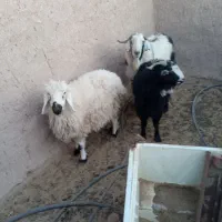 فروش تکه میش وبزغاله