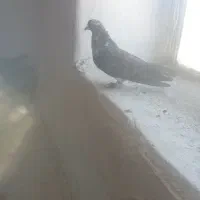 5 عدد کبوتر پرشی ساعت بالا|پرنده|بوکان, |دیوار