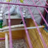 مرغ عشق بالغ|پرنده|داراب, |دیوار