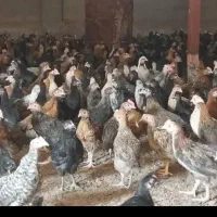 جوجه مرغ و خروس محلی و دورگه|حیوانات مزرعه|شیراز, اکبر آباد|دیوار