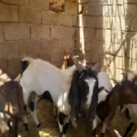 فروش کوسفند نر پاکستانی اصل