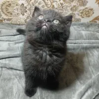 واگذاری گربه بریتیش|گربه|برازجان, |دیوار