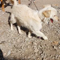 سگ پاکوتا|سگ|مشهد, جانباز|دیوار