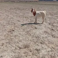 یک عدد بز پاکستانی